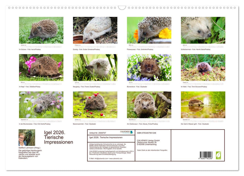 Igel 2026. Tierische Impressionen (CALVENDO Wandkalender 2026)