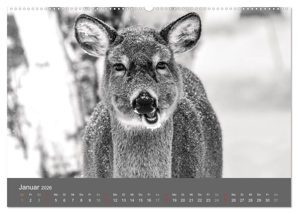 Tierische Augenblicke in Schwarz-Weiß (CALVENDO Wandkalender 2026)