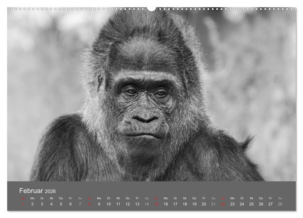 Tierische Augenblicke in Schwarz-Weiß (CALVENDO Wandkalender 2026)