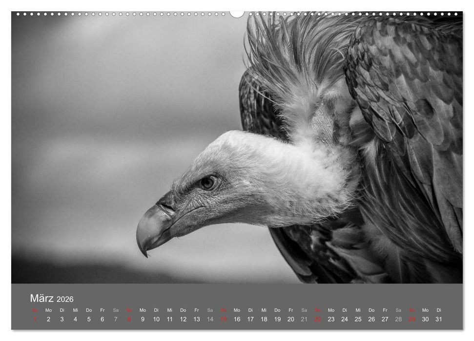 Tierische Augenblicke in Schwarz-Weiß (CALVENDO Wandkalender 2026)