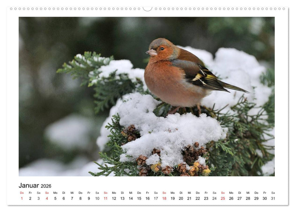 Heimische Gartenvögel - Gefiederte Freunde (CALVENDO Premium Wandkalender 2026)