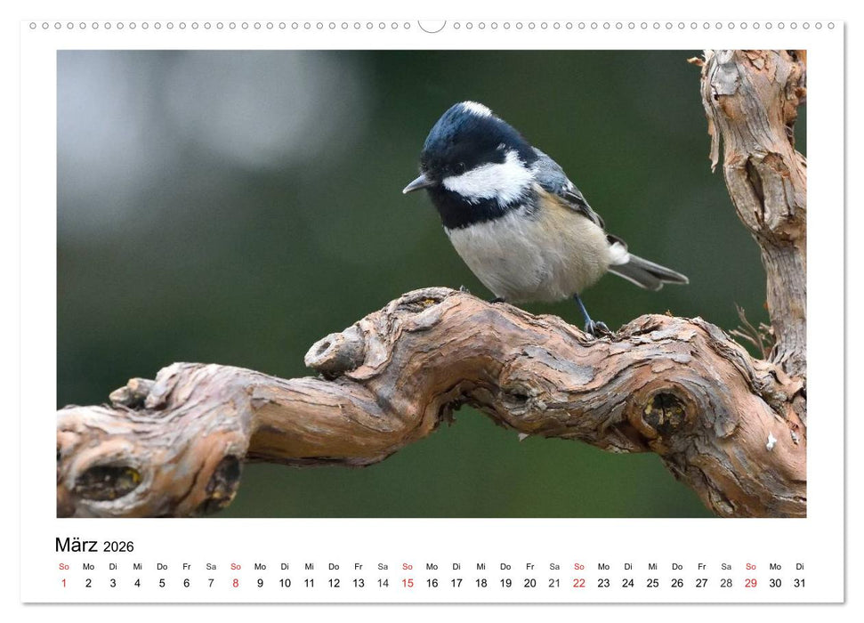 Heimische Gartenvögel - Gefiederte Freunde (CALVENDO Premium Wandkalender 2026)
