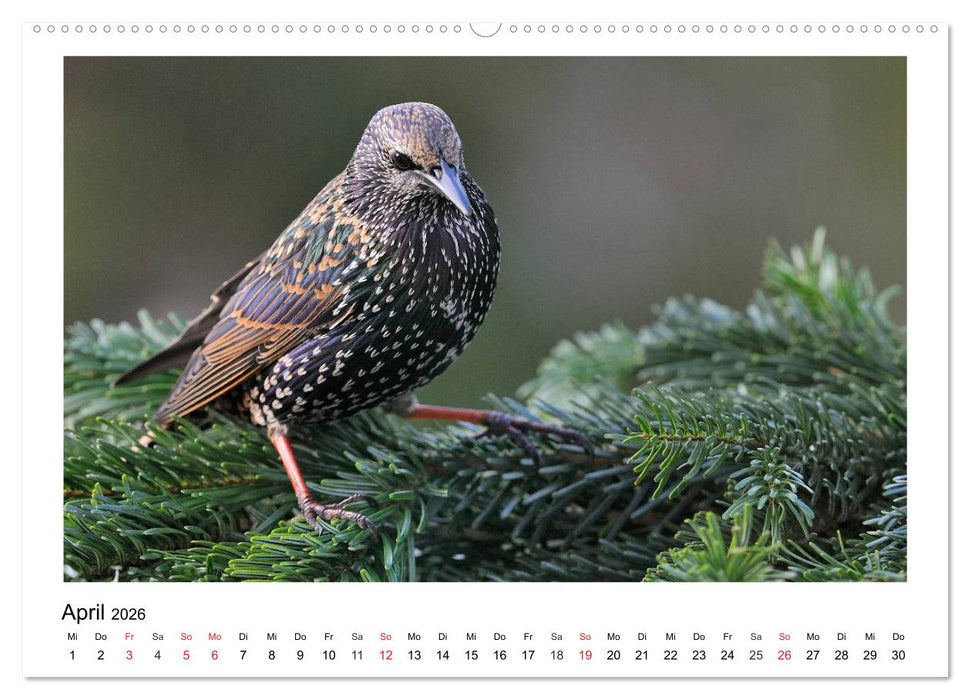 Heimische Gartenvögel - Gefiederte Freunde (CALVENDO Premium Wandkalender 2026)