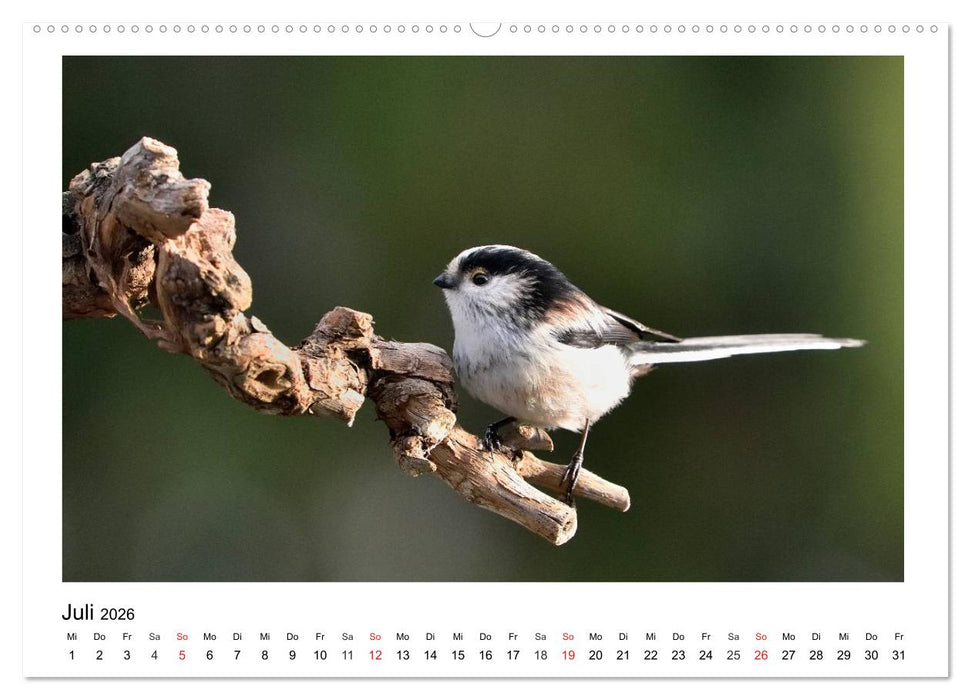 Heimische Gartenvögel - Gefiederte Freunde (CALVENDO Premium Wandkalender 2026)