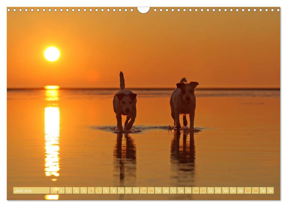 Die Parson-Russell-Terrier ...mit neuen Abenteuern aus der Hundeknipserei (CALVENDO Wandkalender 2026)