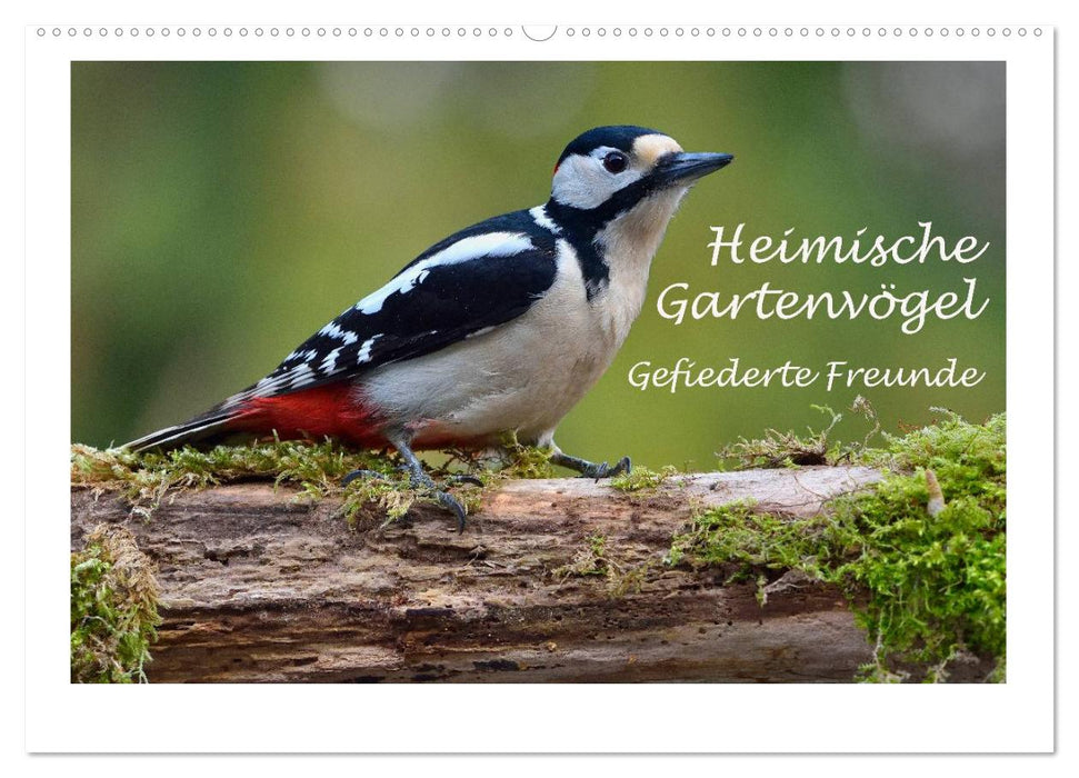 Heimische Gartenvögel - Gefiederte Freunde (CALVENDO Wandkalender 2026)