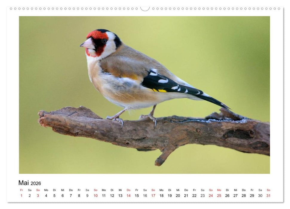 Heimische Gartenvögel - Gefiederte Freunde (CALVENDO Wandkalender 2026)