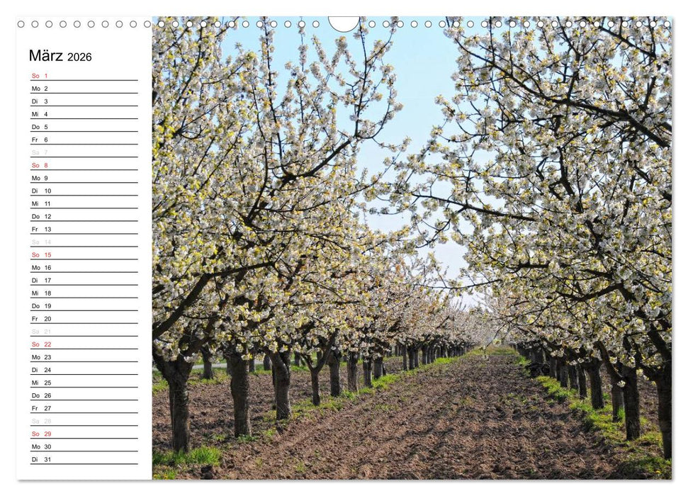 Vier Jahreszeiten im Land Brandenburg (CALVENDO Wandkalender 2026)