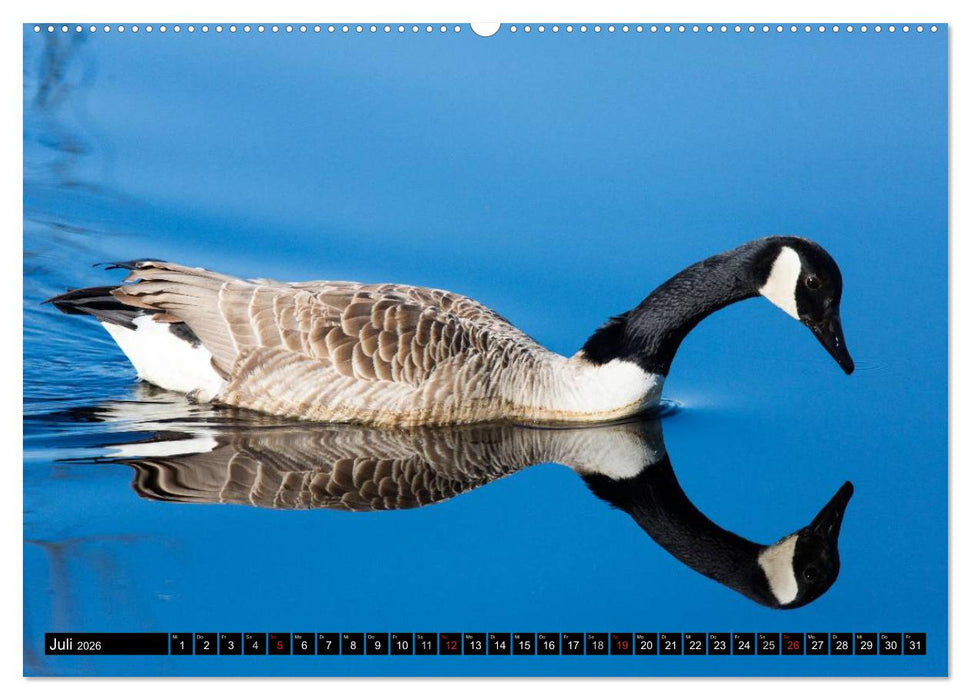 Grüße von Pellworm (CALVENDO Premium Wandkalender 2026)