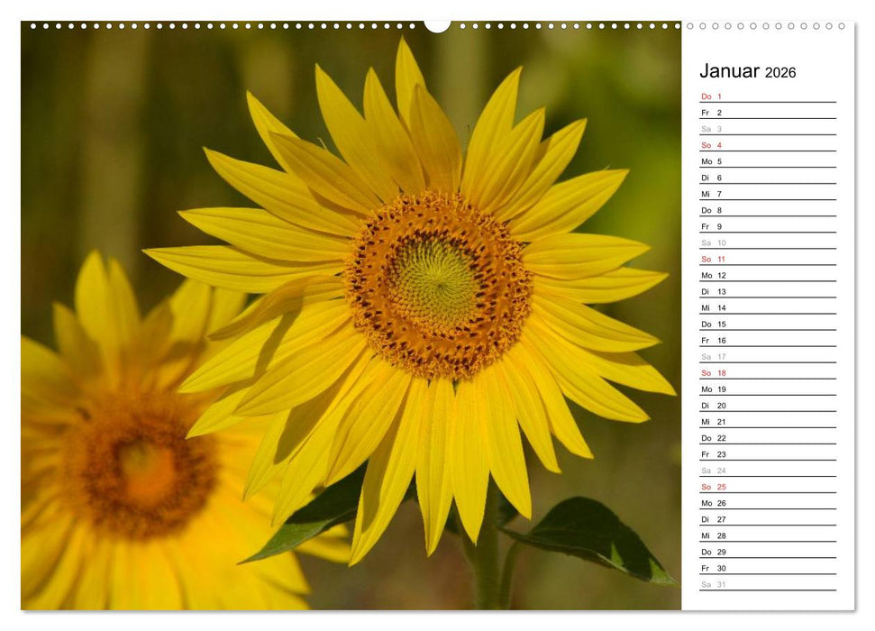 Ein Jahr lang Sonnenblumen (CALVENDO Premium Wandkalender 2026)