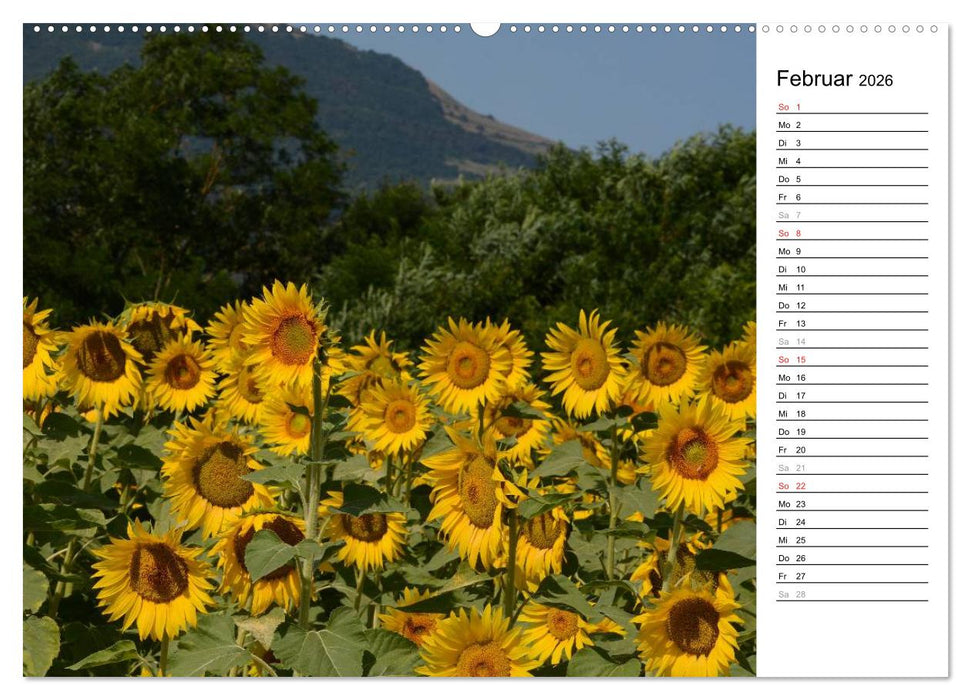 Ein Jahr lang Sonnenblumen (CALVENDO Premium Wandkalender 2026)