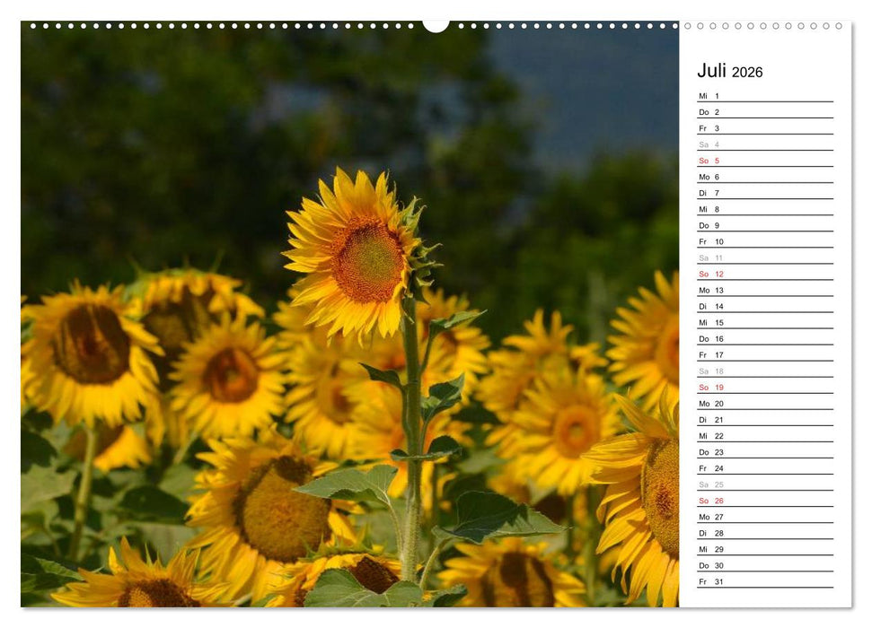 Ein Jahr lang Sonnenblumen (CALVENDO Premium Wandkalender 2026)