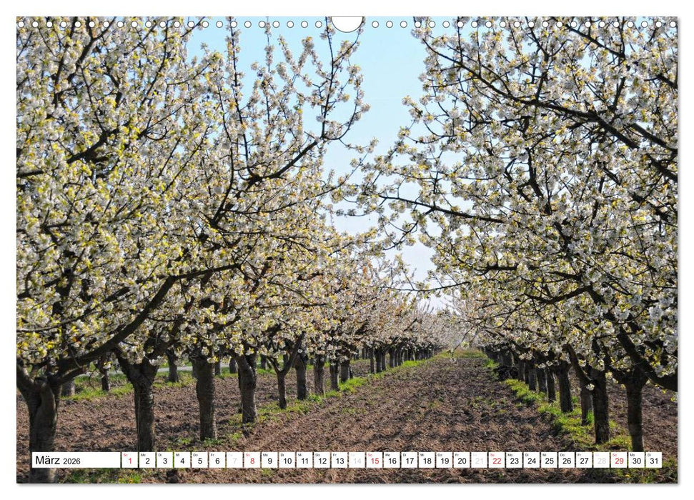 Vier Jahreszeiten im Land Brandenburg (CALVENDO Wandkalender 2026)