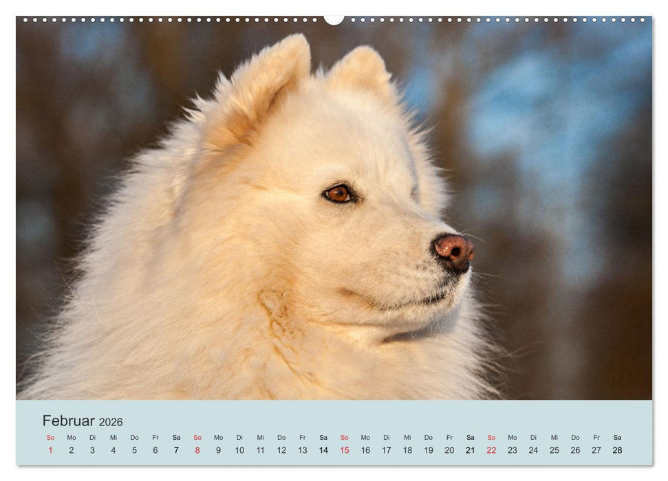 Samojeden - Liebenswerte Fellkugeln (CALVENDO Premium Wandkalender 2026)