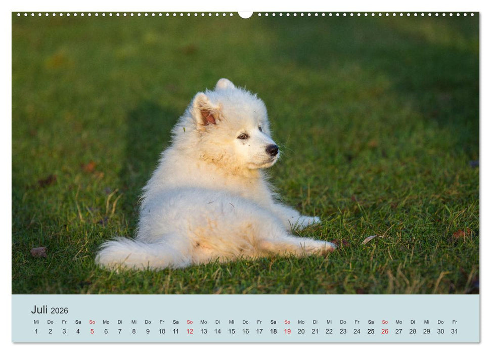 Samojeden - Liebenswerte Fellkugeln (CALVENDO Premium Wandkalender 2026)