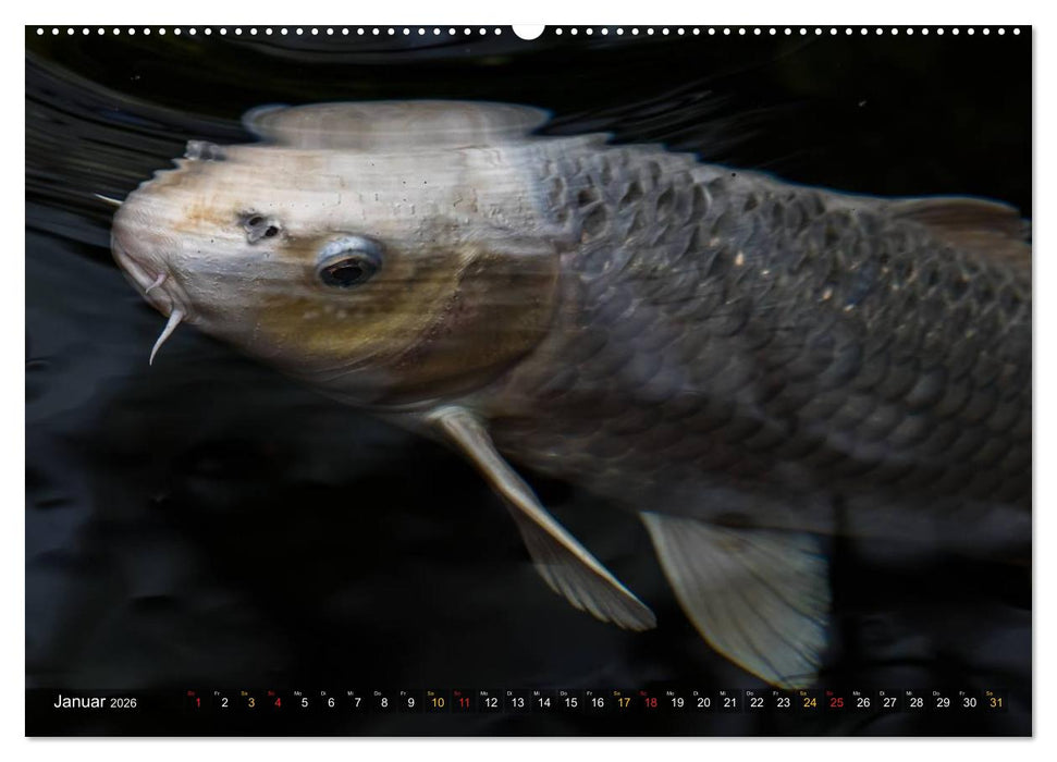 Nishikigoi – Koikarpfen in ihrer Welt (CALVENDO Premium Wandkalender 2026)