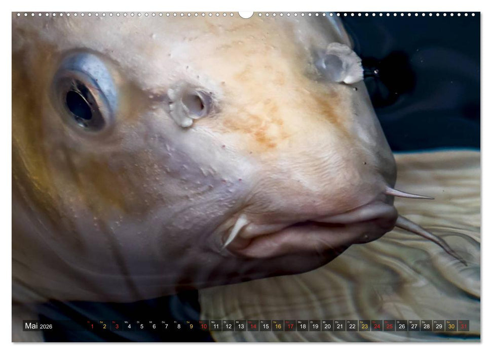 Nishikigoi – Koikarpfen in ihrer Welt (CALVENDO Premium Wandkalender 2026)