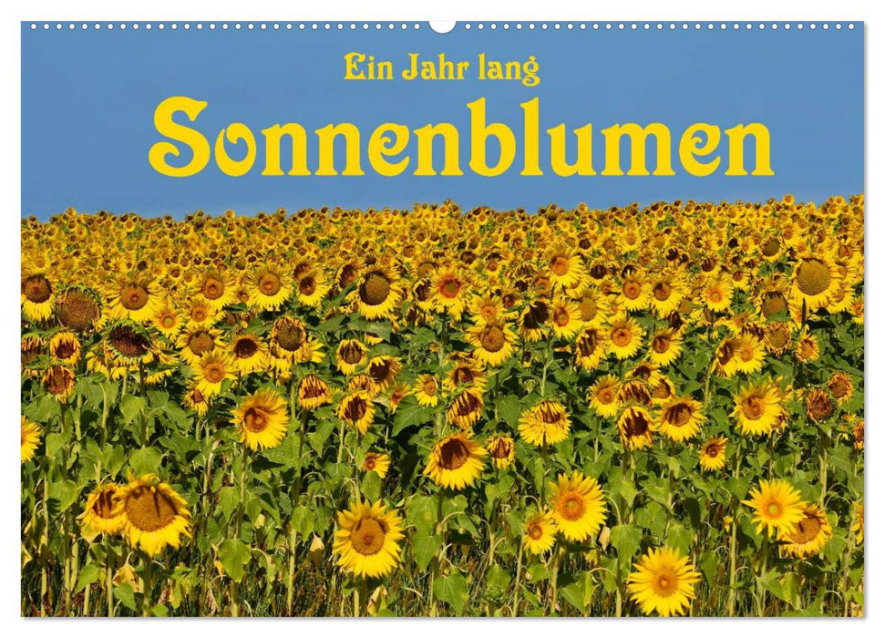 Ein Jahr lang Sonnenblumen (CALVENDO Wandkalender 2026)
