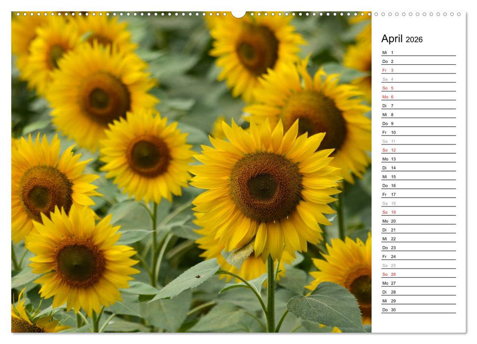 Ein Jahr lang Sonnenblumen (CALVENDO Wandkalender 2026)