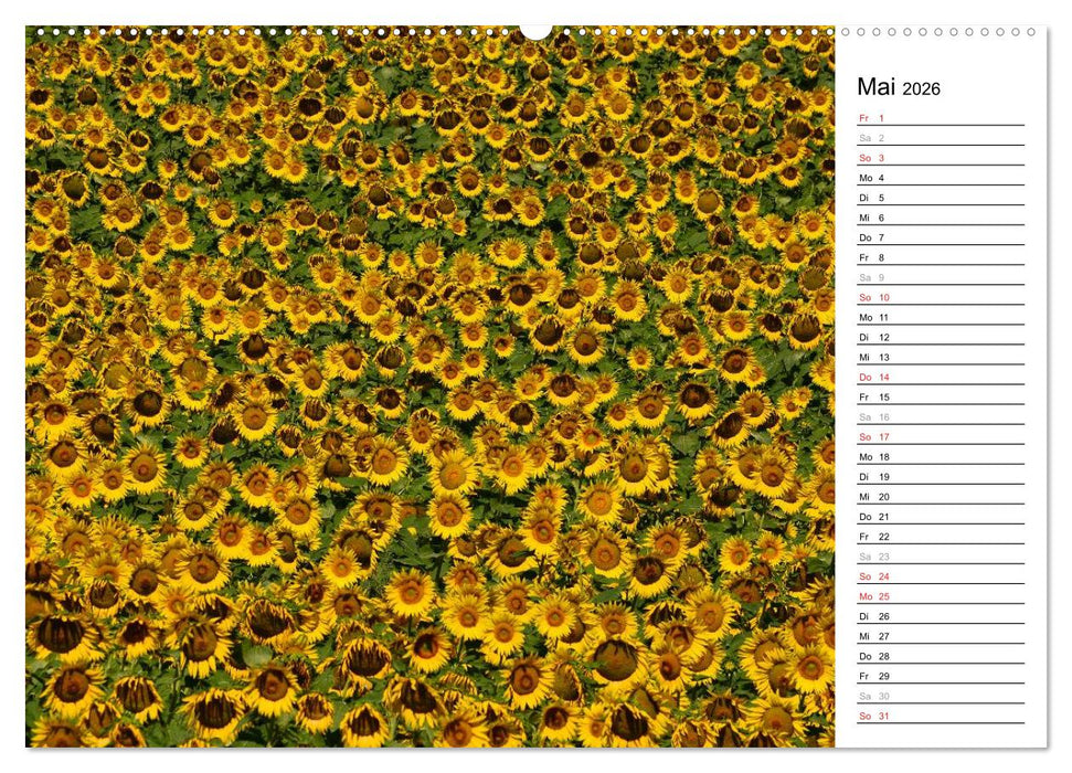 Ein Jahr lang Sonnenblumen (CALVENDO Wandkalender 2026)