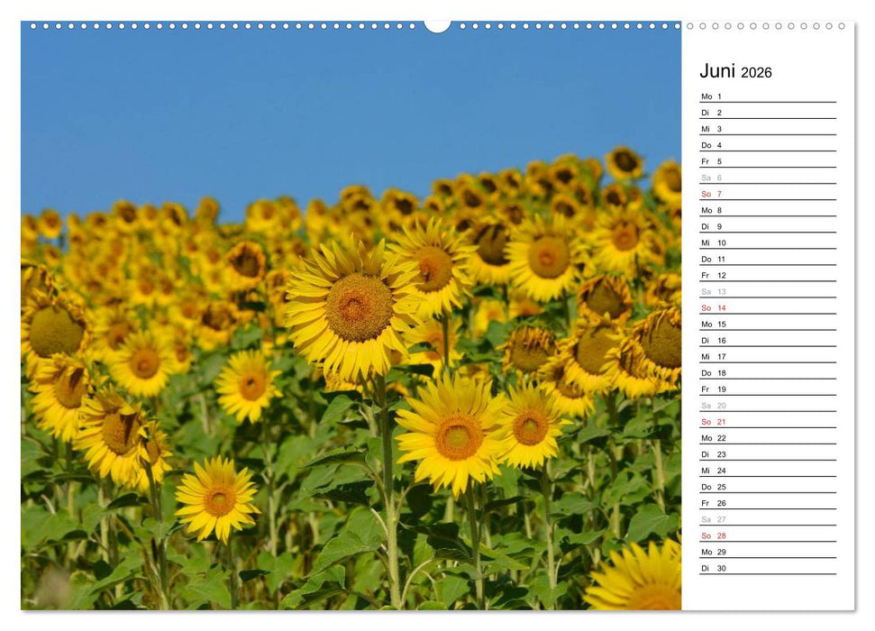 Ein Jahr lang Sonnenblumen (CALVENDO Wandkalender 2026)