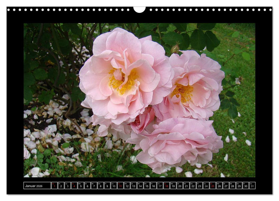 Im Duft der Rosen (CALVENDO Wandkalender 2026)