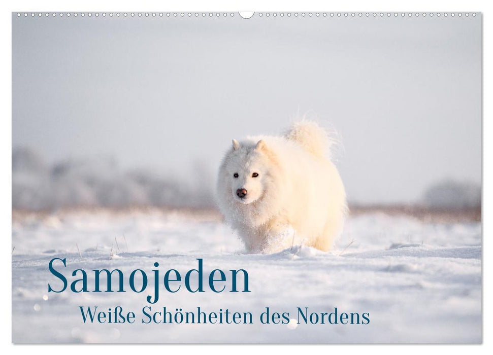 Samojeden - Liebenswerte Fellkugeln (CALVENDO Wandkalender 2026)