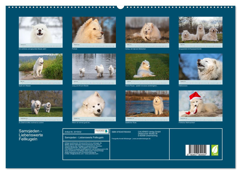 Samojeden - Liebenswerte Fellkugeln (CALVENDO Wandkalender 2026)