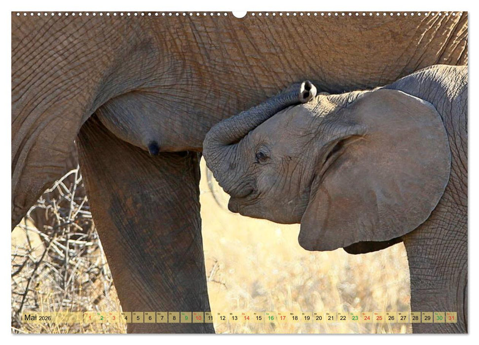 Afrika - im Reich der Elefanten (CALVENDO Premium Wandkalender 2026)