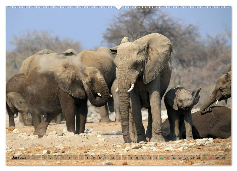 Afrika - im Reich der Elefanten (CALVENDO Premium Wandkalender 2026)