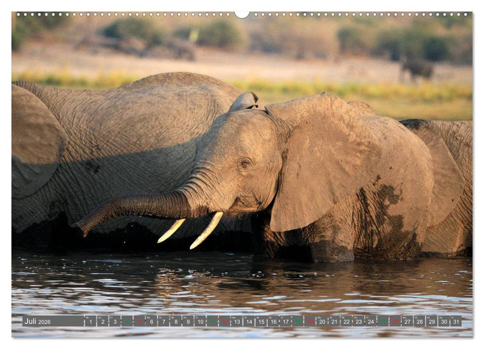 Afrika - im Reich der Elefanten (CALVENDO Premium Wandkalender 2026)