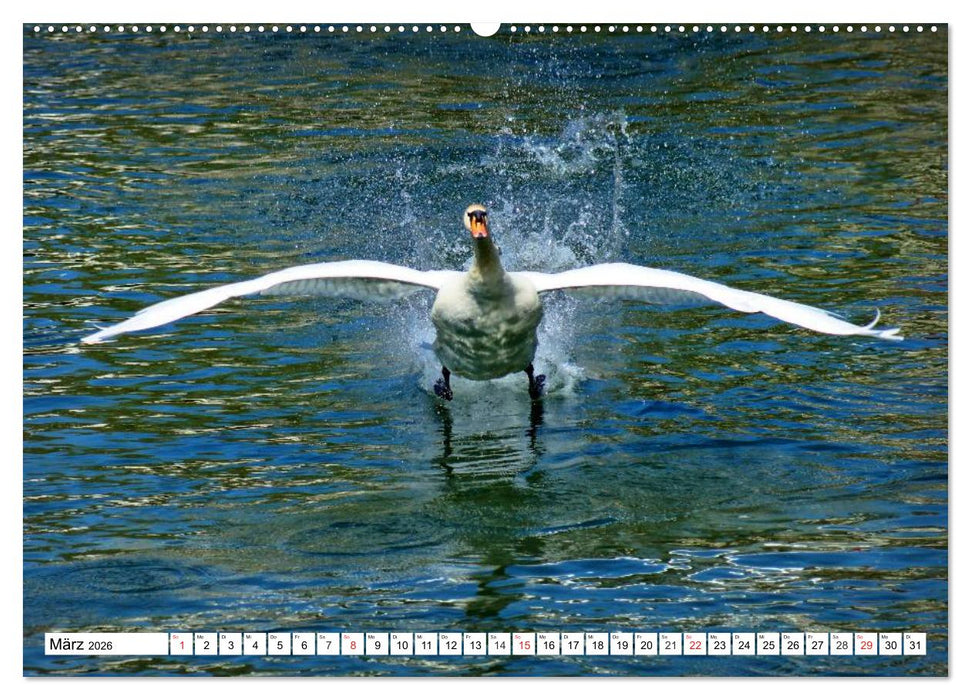 Elegante Schwäne (CALVENDO Wandkalender 2026)