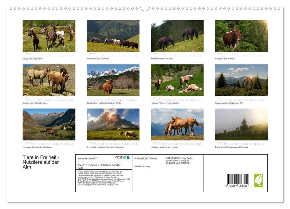 Tiere in Freiheit - Nutztiere auf der Alm (CALVENDO Premium Wandkalender 2026)