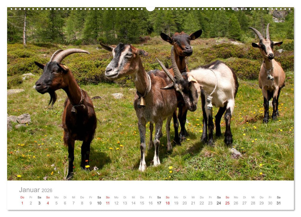 Tiere in Freiheit - Nutztiere auf der Alm (CALVENDO Premium Wandkalender 2026)