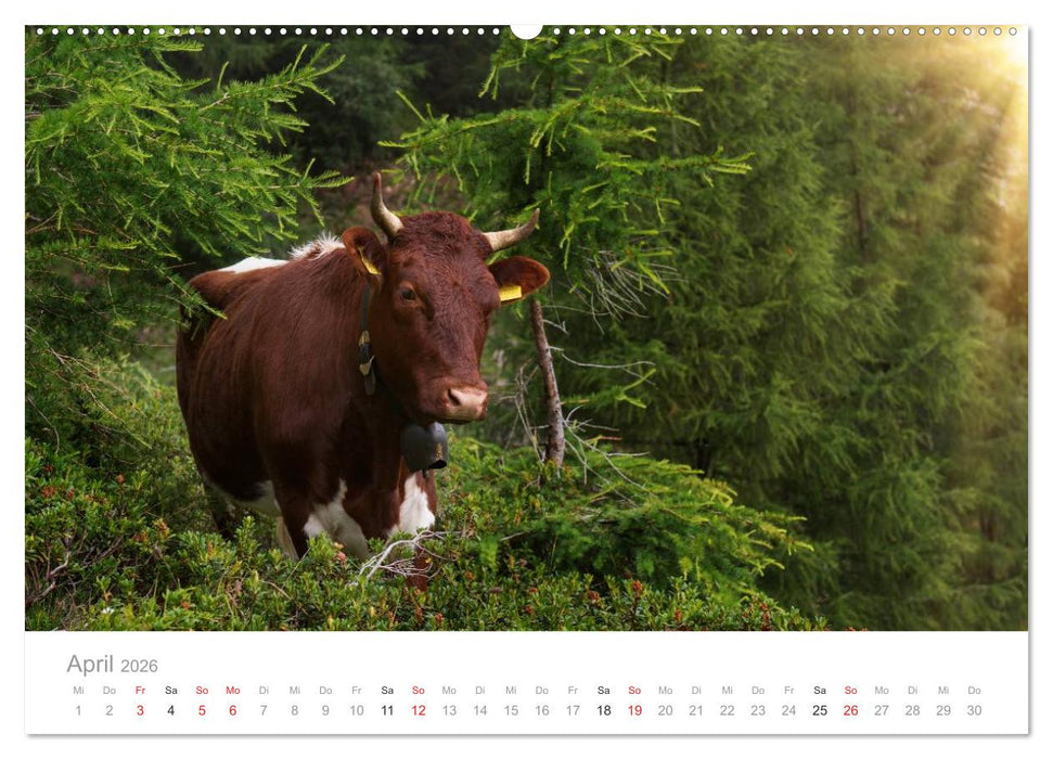 Tiere in Freiheit - Nutztiere auf der Alm (CALVENDO Premium Wandkalender 2026)