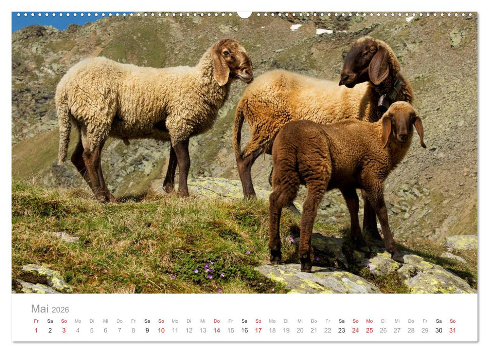 Tiere in Freiheit - Nutztiere auf der Alm (CALVENDO Premium Wandkalender 2026)
