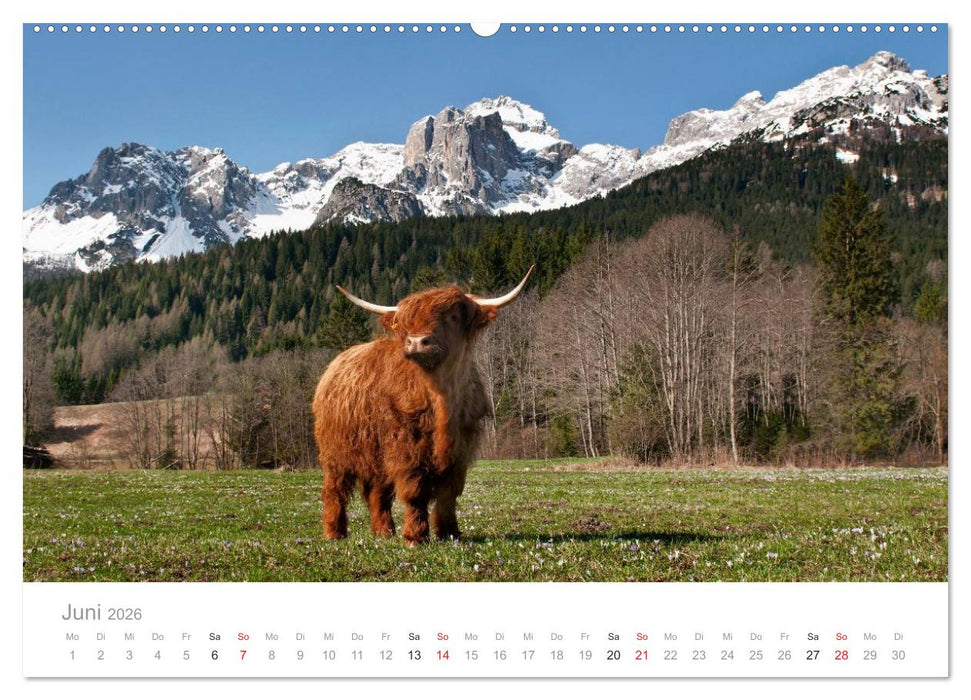 Tiere in Freiheit - Nutztiere auf der Alm (CALVENDO Premium Wandkalender 2026)