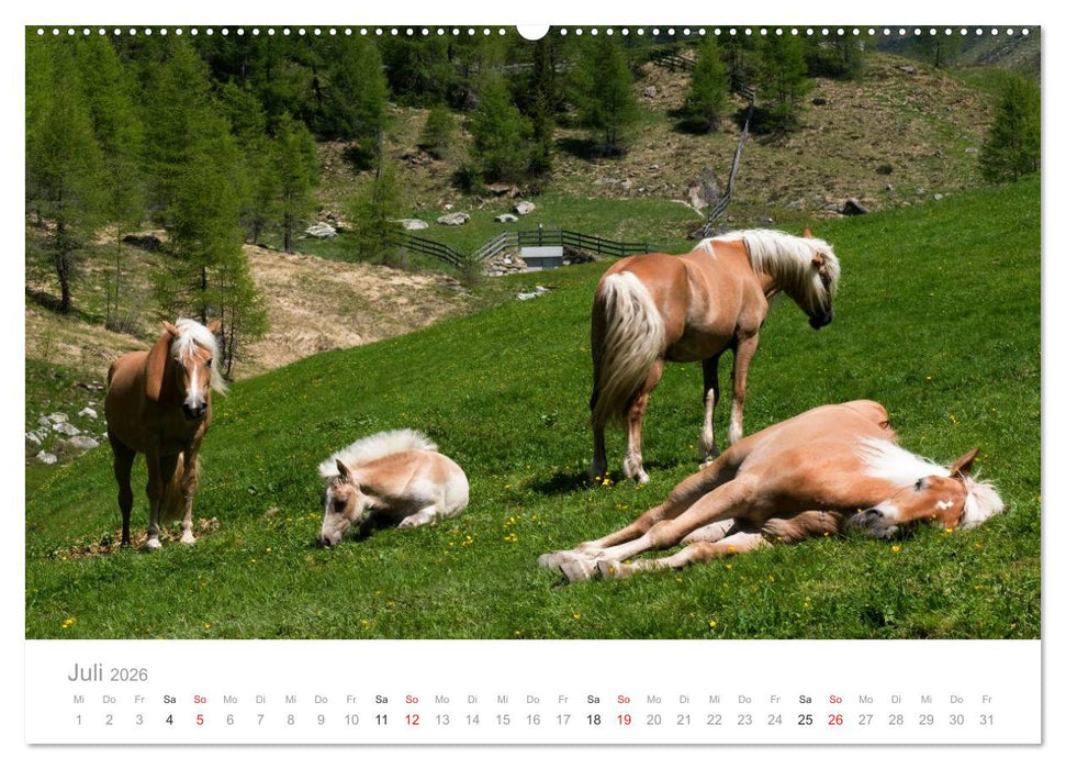 Tiere in Freiheit - Nutztiere auf der Alm (CALVENDO Premium Wandkalender 2026)