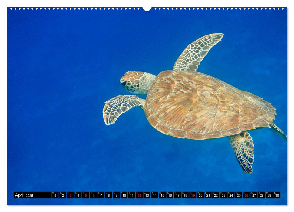 Indonesien: Gili Inseln (CALVENDO Premium Wandkalender 2026)