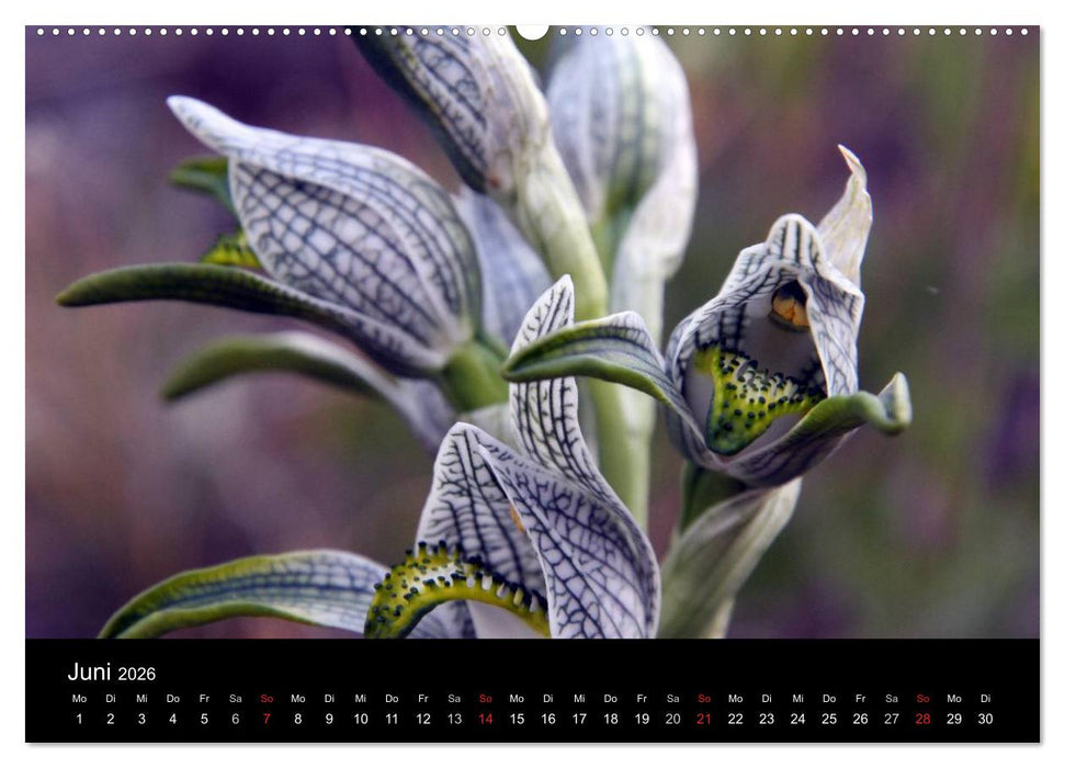 Südpatagonien – das "Ende" der Welt (CALVENDO Premium Wandkalender 2026)