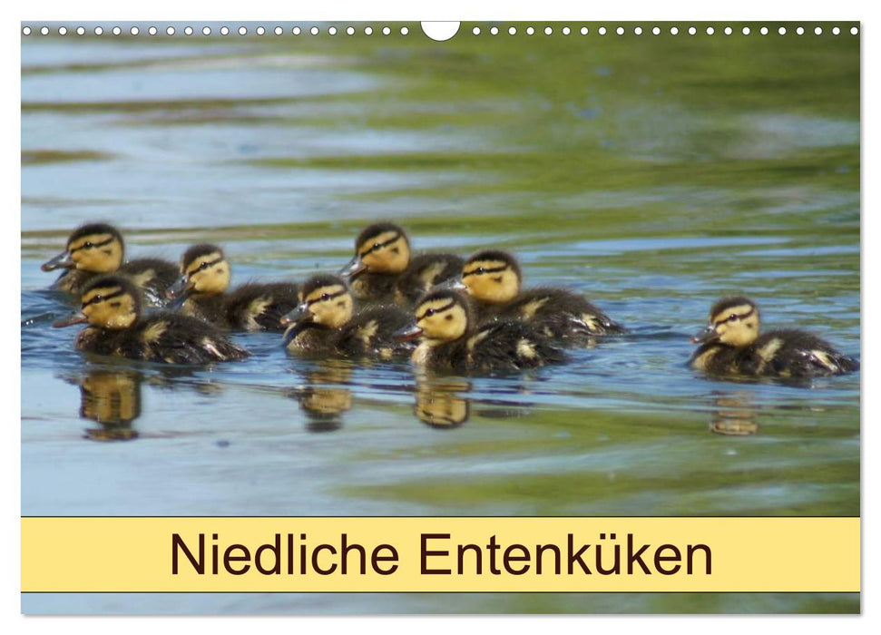 Niedliche Entenküken (CALVENDO Wandkalender 2026)