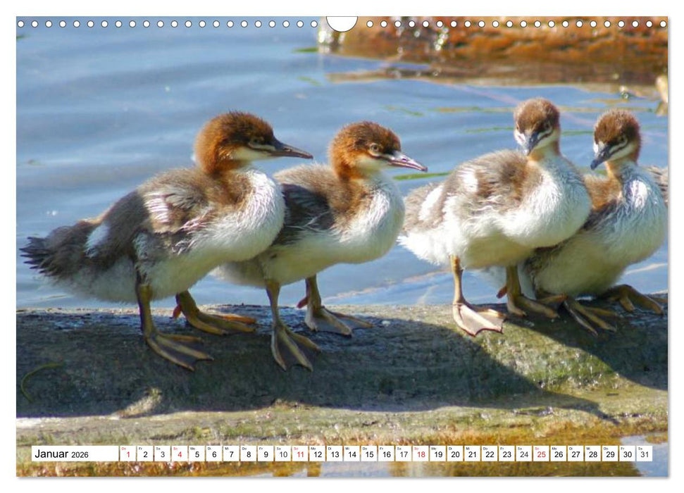 Niedliche Entenküken (CALVENDO Wandkalender 2026)