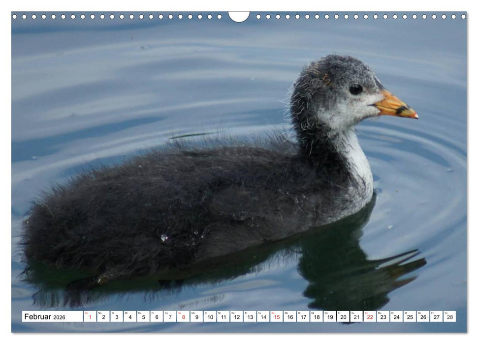 Niedliche Entenküken (CALVENDO Wandkalender 2026)