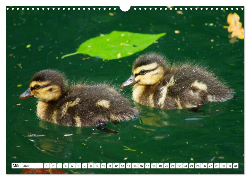 Niedliche Entenküken (CALVENDO Wandkalender 2026)