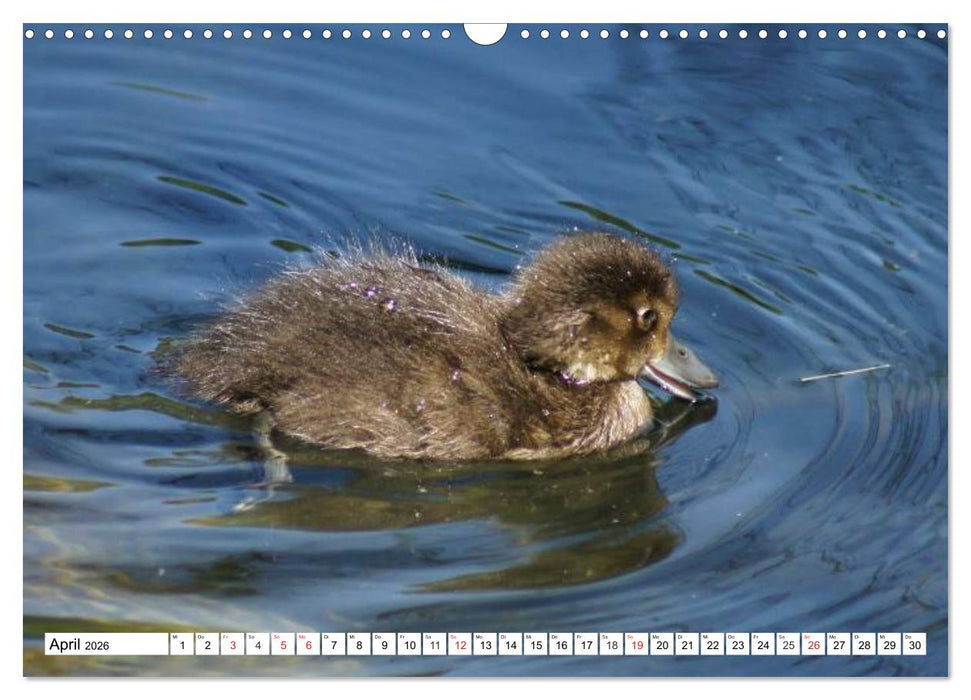 Niedliche Entenküken (CALVENDO Wandkalender 2026)