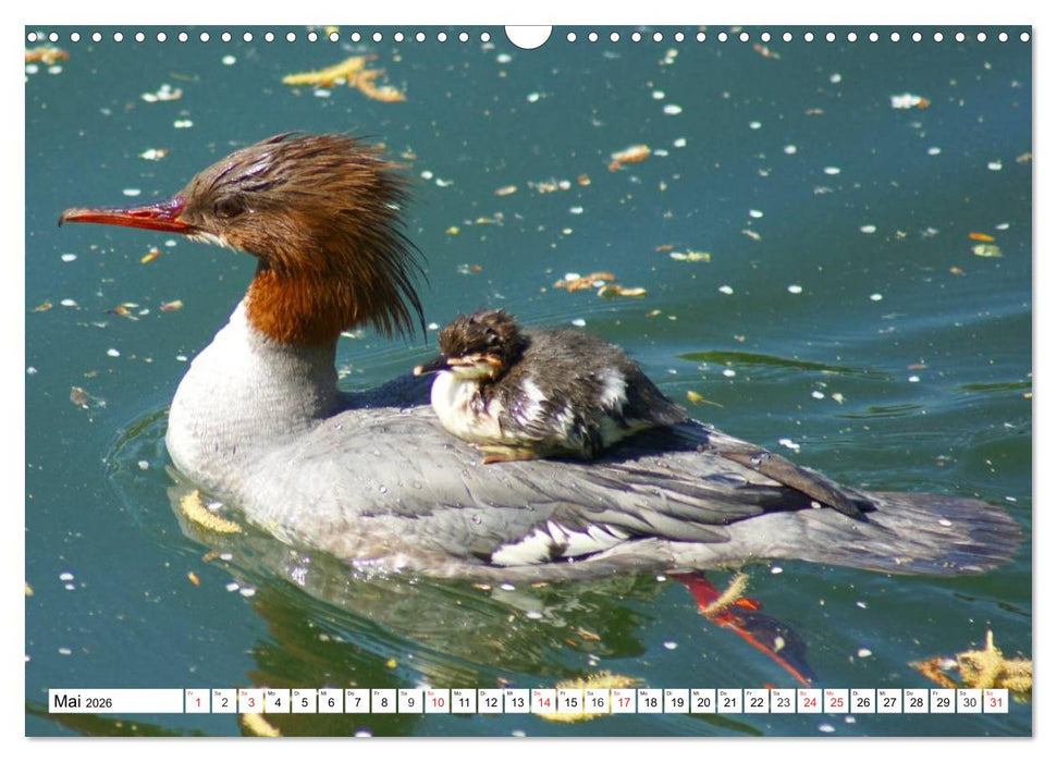 Niedliche Entenküken (CALVENDO Wandkalender 2026)