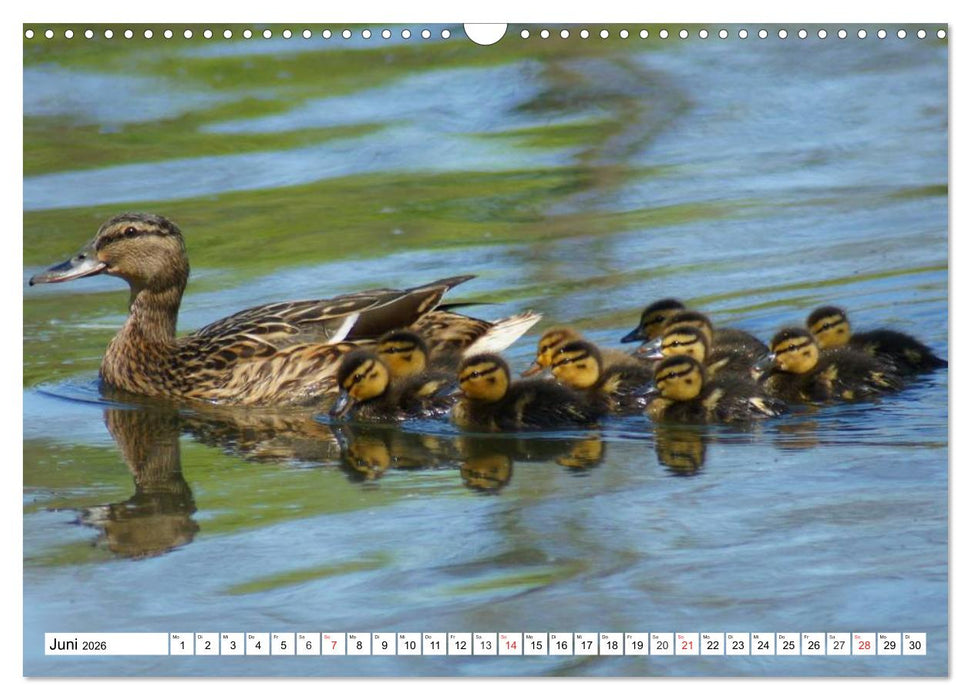 Niedliche Entenküken (CALVENDO Wandkalender 2026)