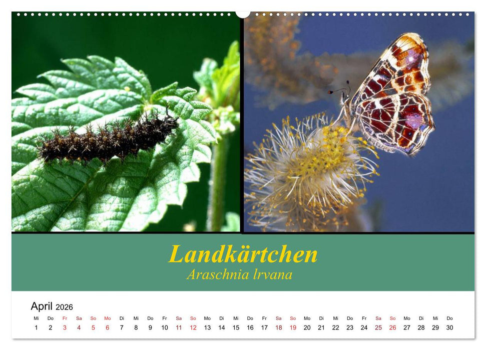 Zwei Leben, Raupe und Schmetterling (CALVENDO Premium Wandkalender 2026)