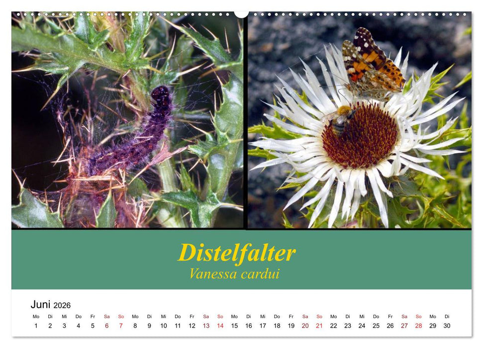 Zwei Leben, Raupe und Schmetterling (CALVENDO Premium Wandkalender 2026)
