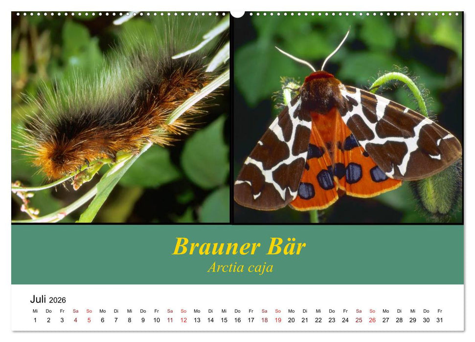 Zwei Leben, Raupe und Schmetterling (CALVENDO Premium Wandkalender 2026)
